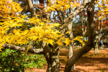 Kanazawa, Japan. Kenroku-en, an old garden, and one of the Three Great Gardens of Japan (Nihon Sanmeien), during autumn