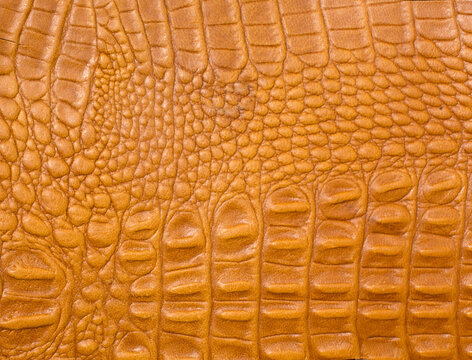 Brown crocodile leather texture background
