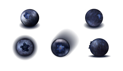 Vector object. set of blueberries