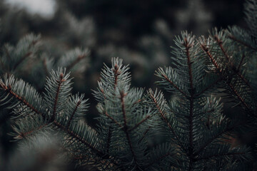 branches of a pine tree