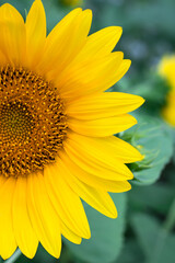 Naklejka premium Close-up sunflower on a background of green leaves. Half a flower with yellow petals. Floral backdrop. Summer mood.