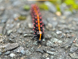 アスファルトを歩く毛虫