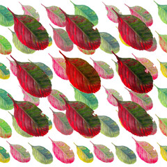 Watercolor elegant colorful seamless pattern with colorful leaves. White background