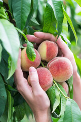 Womens hands pick ripe peaches from the branch of peach tree, selective focus