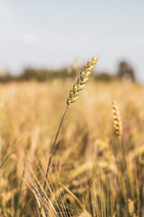 An ear of wheat or rye in the field. A field of rye at the harvest period