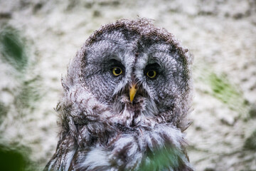 barn owl portrait in nature