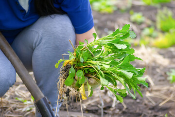 Cleaning the garden from weeds. Grass in the hands.