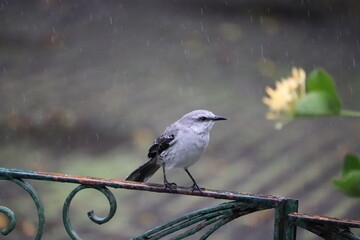Fluvicola nengeta and rain