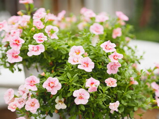 Naklejka na ściany i meble Wave pink color Petunia Hybrida, Solanaceae, name flower bouquet beautiful on blurred of nature background