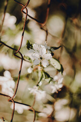 spring bloom