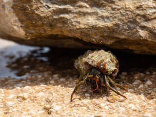 HERMIT CRAB DRAGGING ITS SHELL OFF A ROCK IN THE SEA