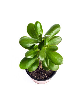 Potted Jade Plant (Crassula Ovata) On White Background