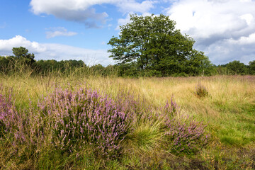 Obraz premium Beautiful heath landscape with heather flowers (Calluna vulgaris) blooming in late summer (Kessel, Belgium)