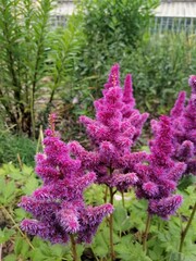 Adorable fluffy blooming red,rose and purple  astilbe Granat on a flower bed on a summer day.Flower Wallpaper. Beautiful flowers