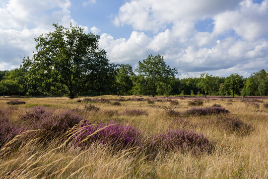 Heath landscape with blooming heather flowers (Calluna vulgaris) in late summer