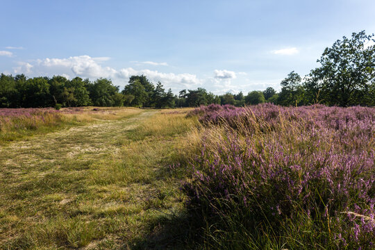 Beautiful heath landscape with hiking trail without people (Kessel, Belgium)