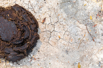 closeup cow dung on ground. top view. flat lay