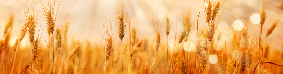 Agriculture panorama with a wheat field
Saisonal wheat field in luminous golden colors. Close-up with short depth of field and abstract bokeh. Background for a nutrition concept.
