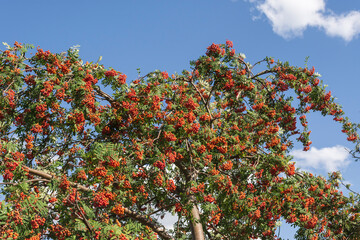 rote Beeren von einem Feuerdornbaum
