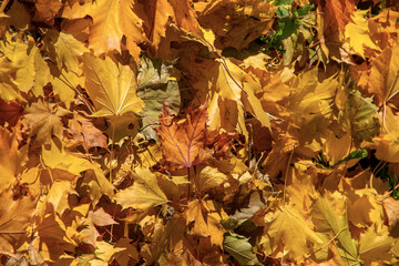 Golden autumn. Multicolored maple leaves lie on the ground
