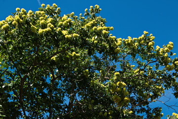 Chestnut tree in the village San Martin de Castaneda at Lago de Sanabria near Galende,Zamora,Castile and León,Spain,Europe

