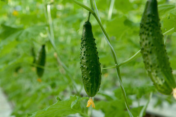 Cucumber in big industrial greenhouse