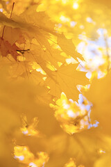 Fototapeta na wymiar Abstract autumn background, tree branch in autumnal forest, bright warm sun light, golden autumn
