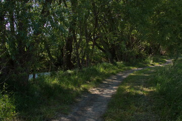 Big trees at the shore of Twizel River in Twizel on South Island of New Zealand
