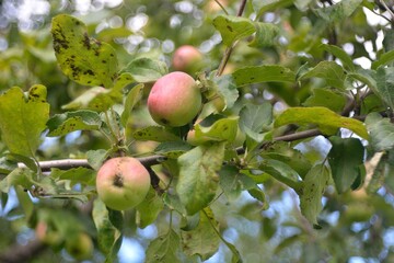 The collection of garden apples.