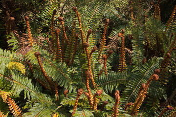Fern plants at the trail to McLean Falls in Otago on South Island of New Zealand
