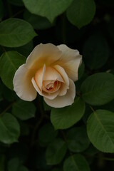 Light Cream Flower of Rose 'The Ingenious Mr. Fairchild' in Full Bloom
