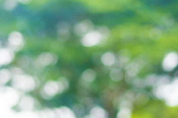 Obraz premium Bokeh blur background,Natural bokeh.blurred bokeh.Green bokeh.