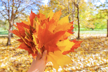 Bouquet of multicolor autumn maple leaves in hand in forest