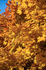 Branch of beautiful autumn maple leaves