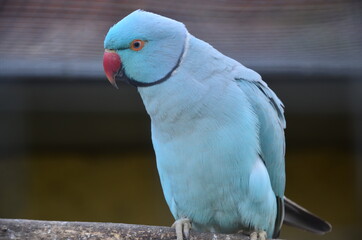 parrot with blue feathers
