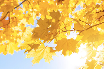 Fototapeta na wymiar Abstract autumn background, tree branch in autumnal forest, bright warm sun light, golden autumn