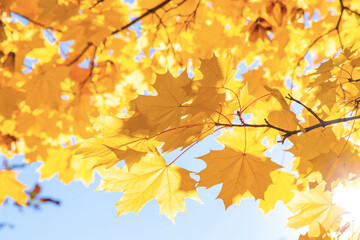 Abstract autumn background, tree branch in autumnal forest, bright warm sun light, golden autumn