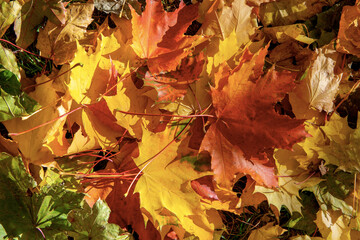 Golden autumn. Multicolored maple leaves lie on the ground