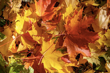 Golden autumn. Multicolored maple leaves lie on the ground