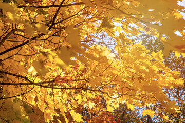 Branch with yellow leaves against the sunlight. Autumn concept background