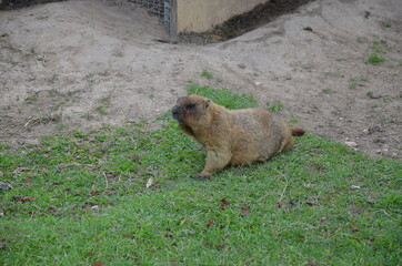 prairie dog eating grass