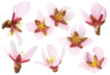 Obraz na płótnie Canvas Isolated almond flowers. Collection of pink almond tree blossoms of different shapes isolated on white background