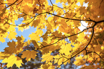 Branch with yellow leaves against the sunlight. Autumn concept background