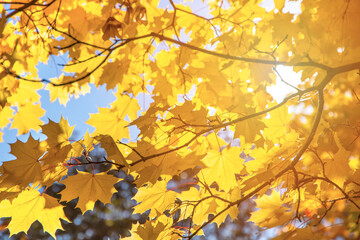 Fototapeta na wymiar Branch with yellow leaves against the sunlight. Autumn concept background