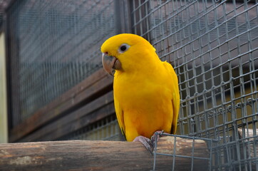parrot in cage