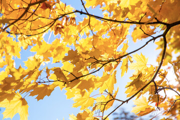 Branch with yellow leaves against the sunlight. Autumn concept background