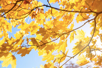 Naklejka na ściany i meble Branch with yellow leaves against the sunlight. Autumn concept background