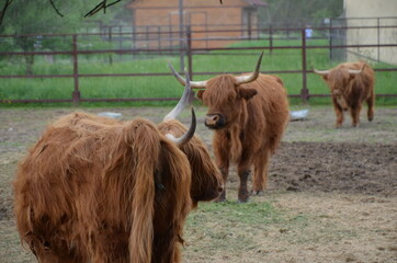 cows on the farm
