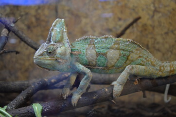 chameleon at the zoo