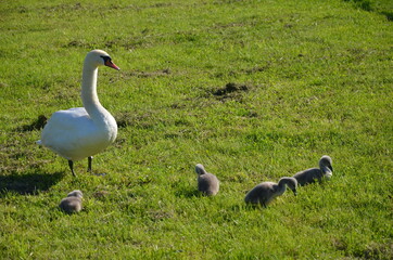 geese on the grass